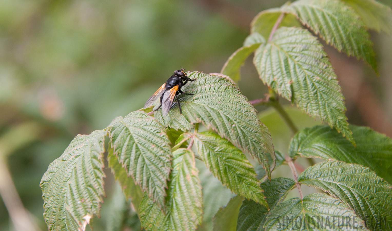 Mesembrina meridiana [300 mm, 1/1250 Sek. bei f / 8.0, ISO 1600]